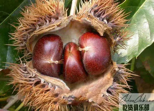 Queshan chestnut