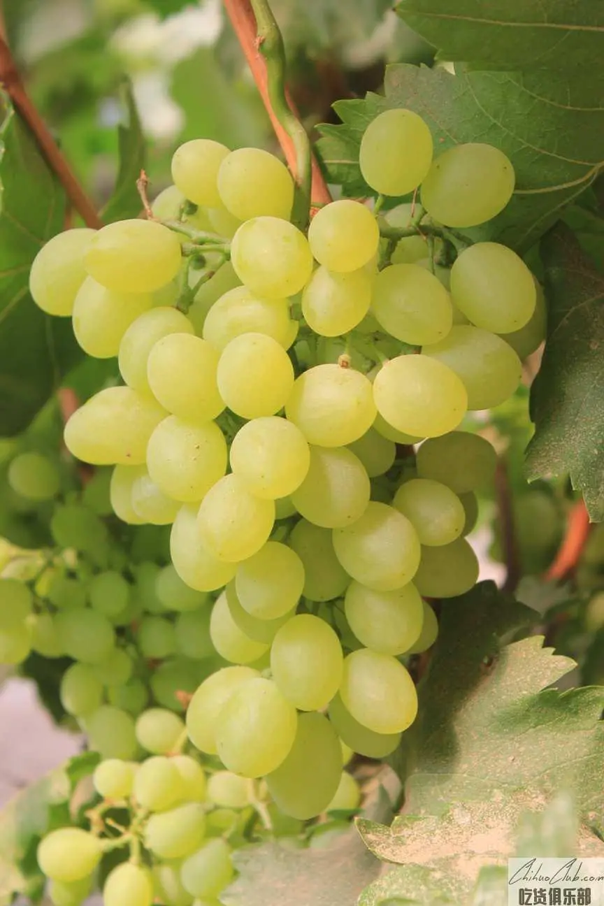 Raoyang Grape