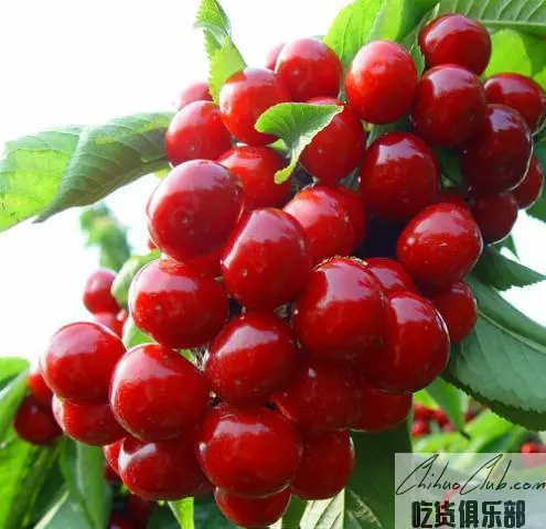 荣成大樱桃
