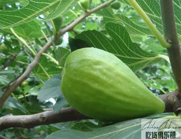 荣成无花果