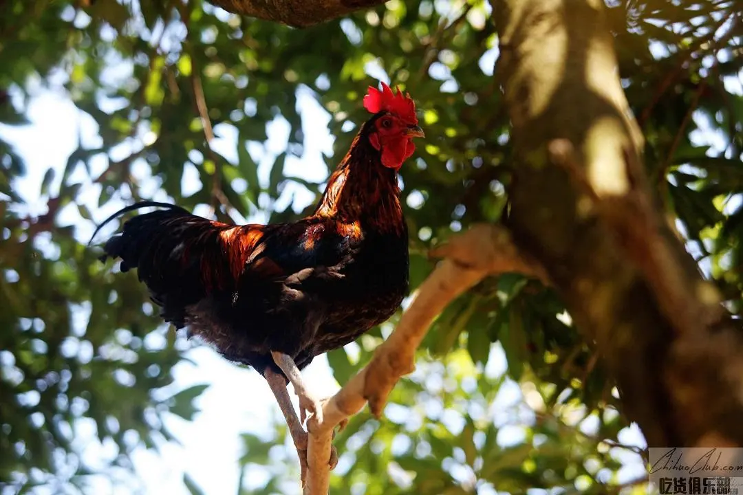 Rongjiang small fragrant chicken