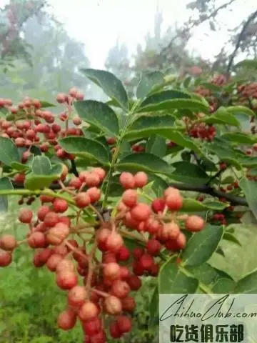 芮城花椒