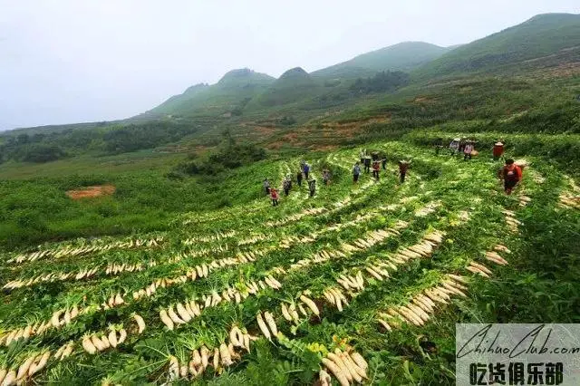 桑植萝卜