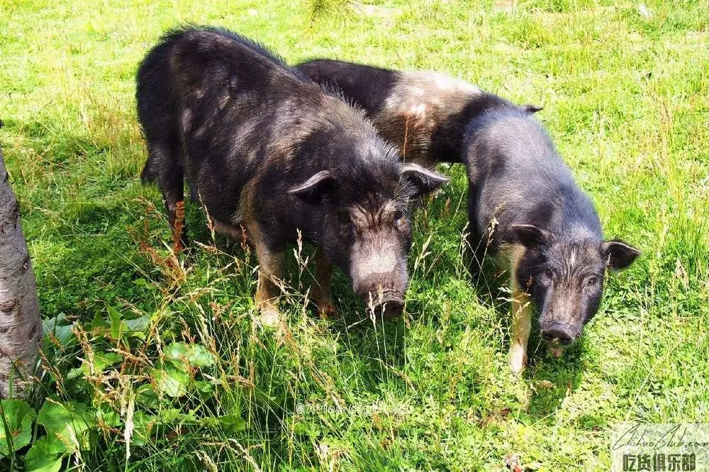 Sewan Tibetan Pig