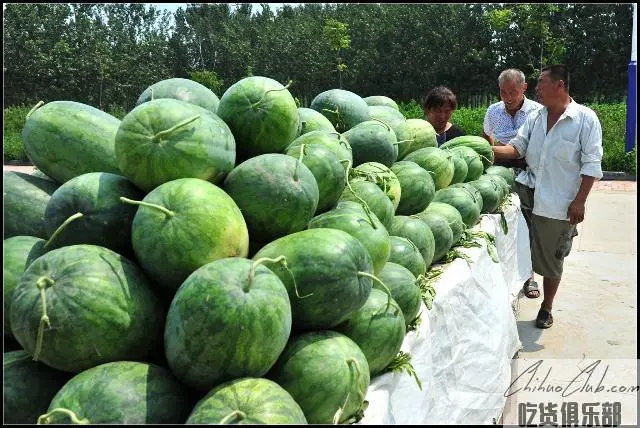 沙河辛西瓜