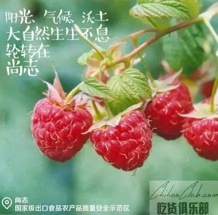 Shang Zhihong Raspberry