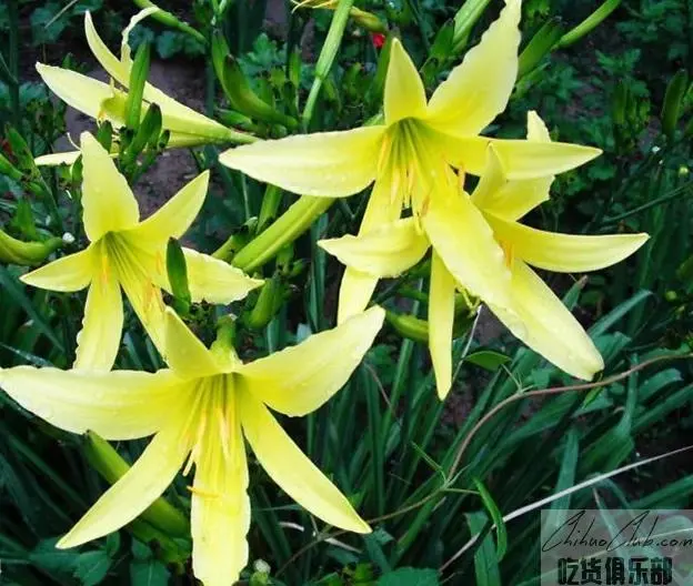 Shaodong day lily