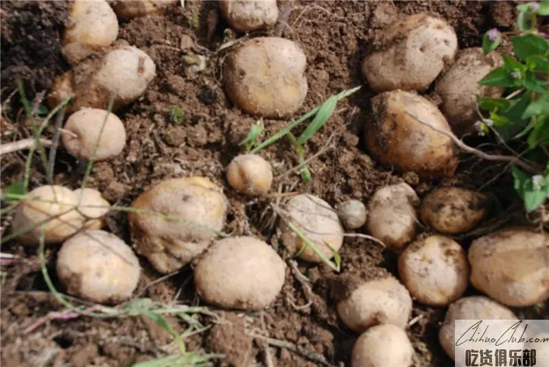 Shennongjia Potato