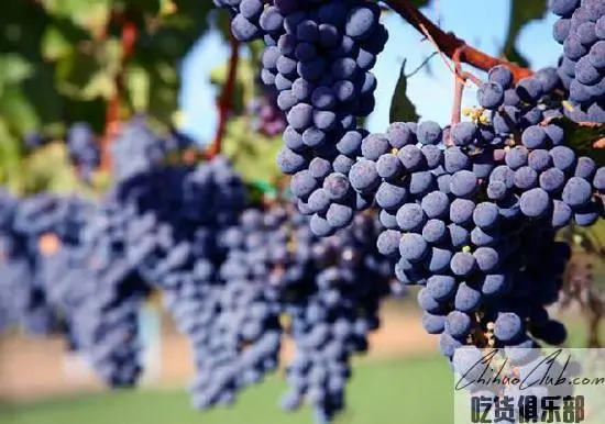 Shilianghe grape