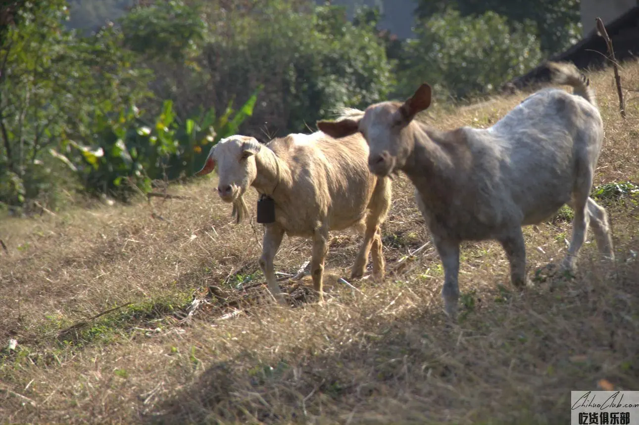 Shimen horse head goat