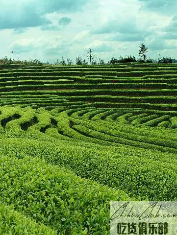 寿宁高山茶