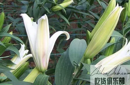 Shuangdian lily