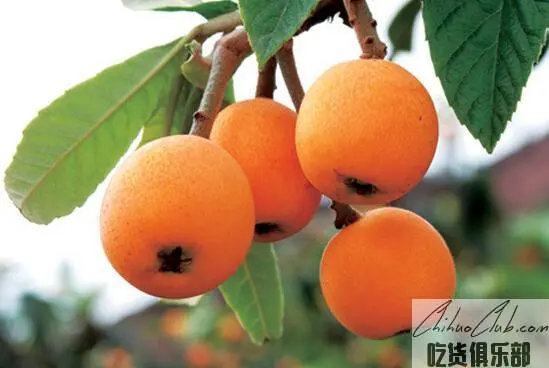 Shuangliu Loquat