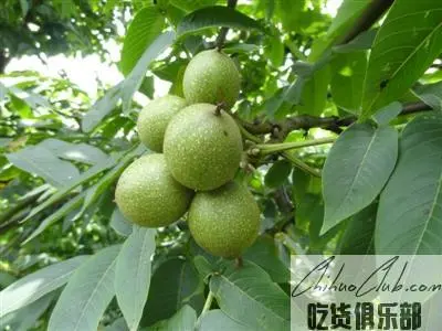 水城核桃