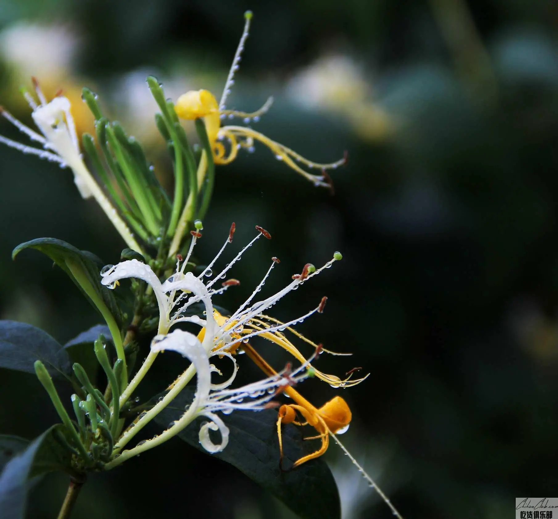 绥阳金银花