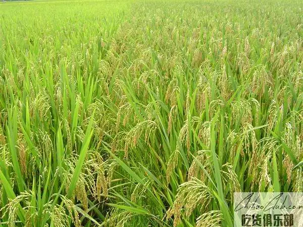 苏家屯大米(红菱大米)