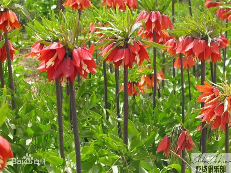 Taibai Fritillaria