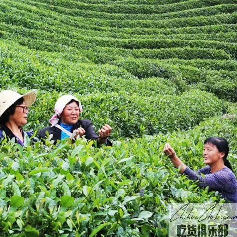 太青双上绿芽茶