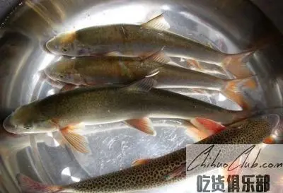 Taishan red scale Fish