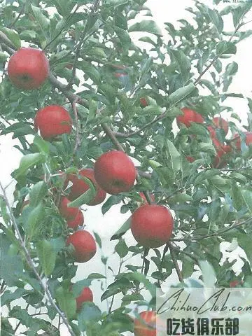 特克斯苹果