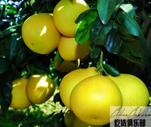 天宝蜜柚