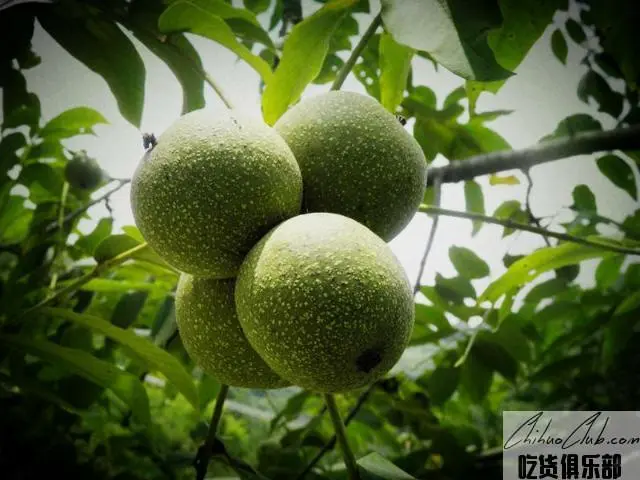 天峨核桃