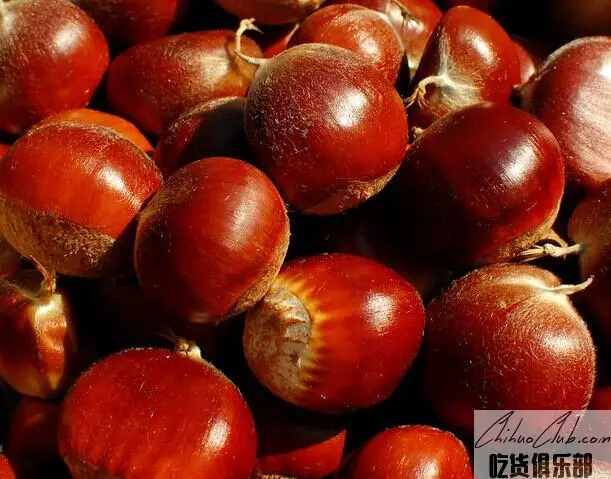 Tianjin chestnut
