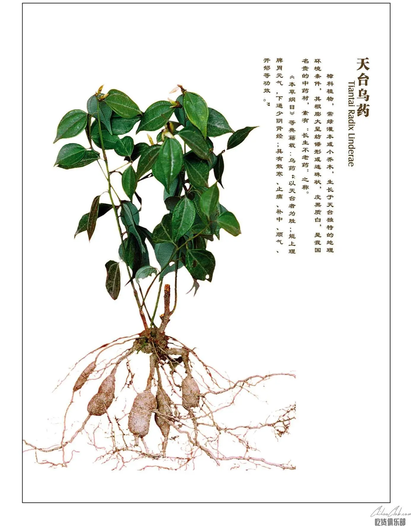 Tiantai Medicine