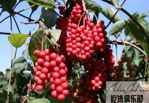 Tie Li North Schisandra chinensis