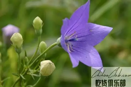 Tong Campanulaceae