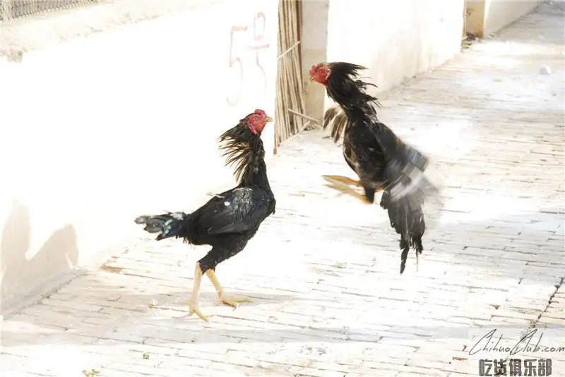 Turpan cockFighting