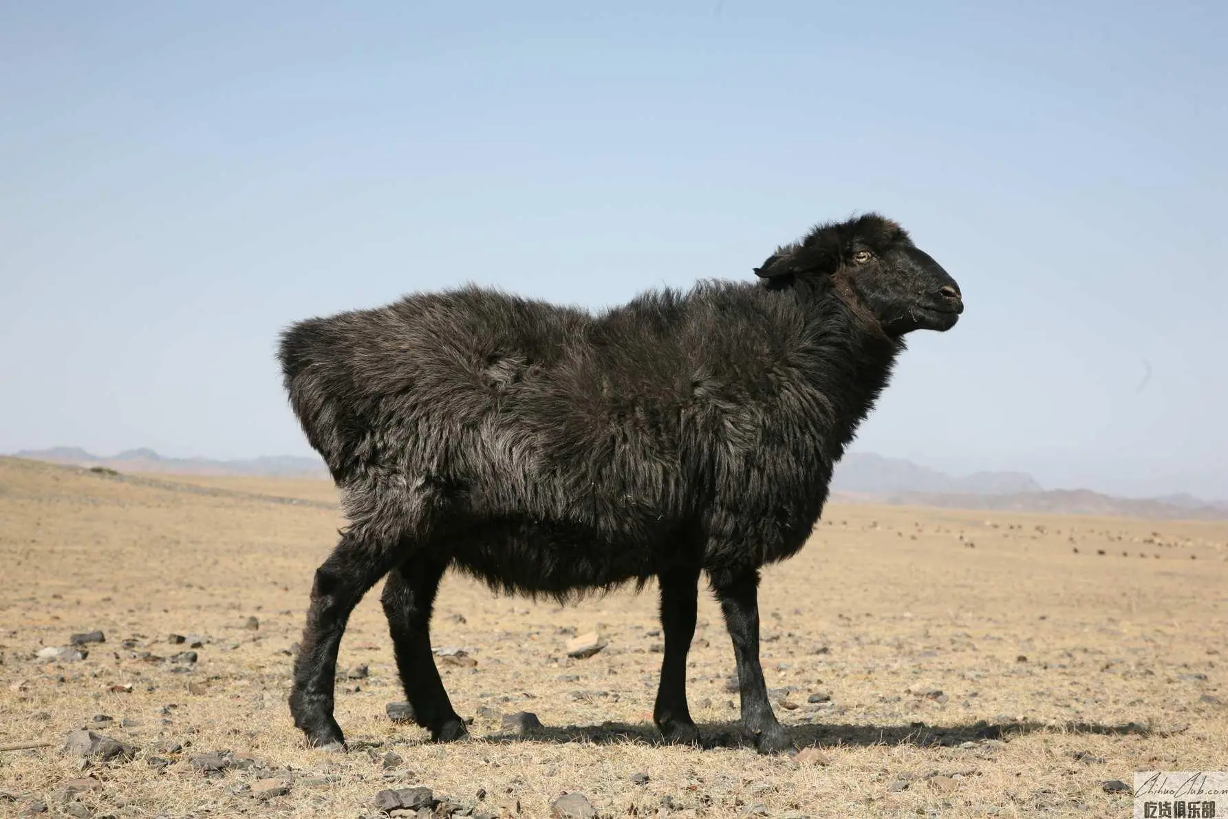 Turpan Black Sheep