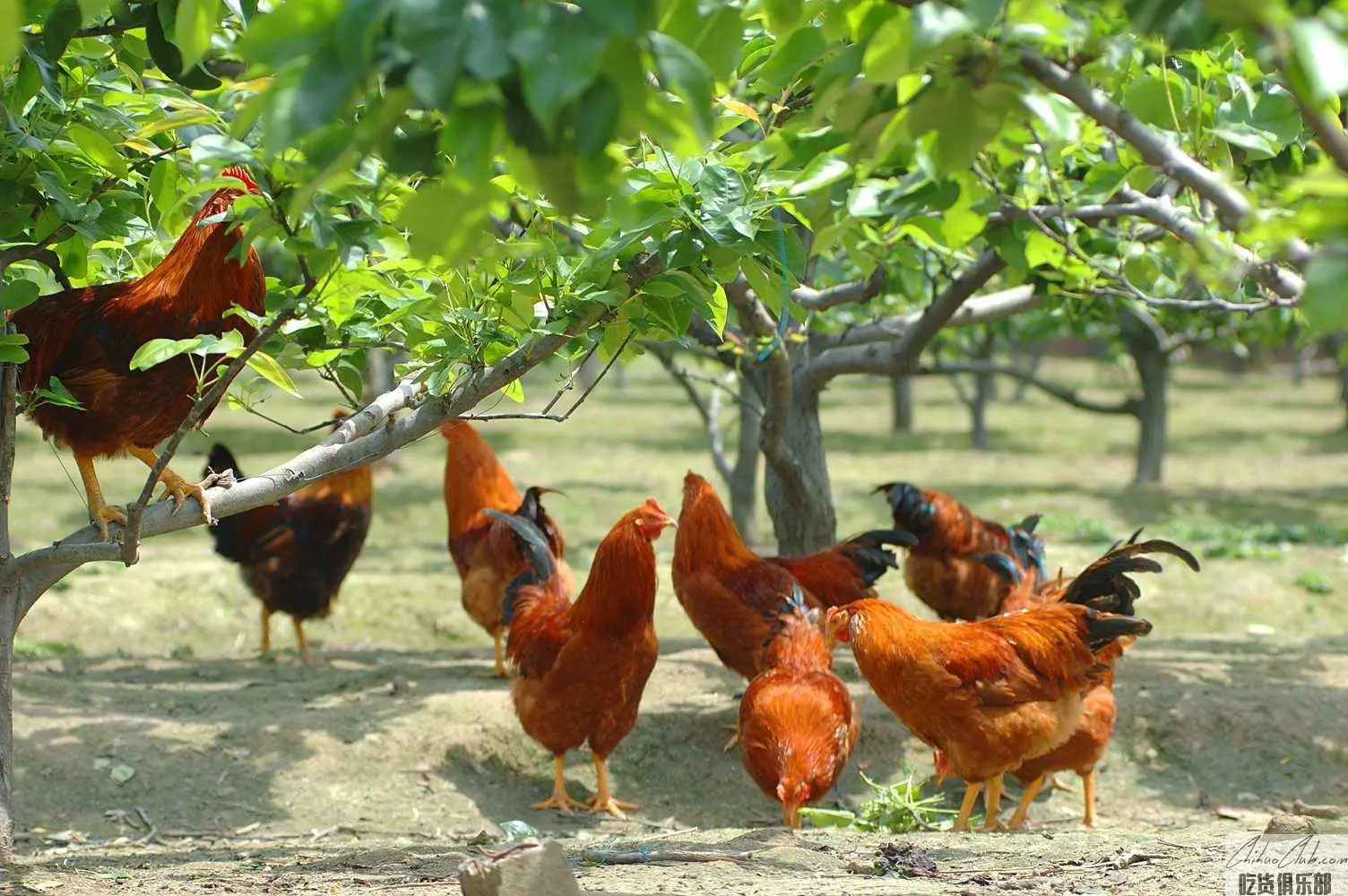 Wangdian Sanyuan Chicken