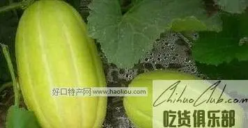 王晋甜瓜