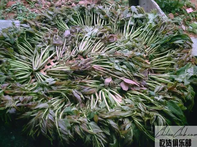 瓦屋香椿芽