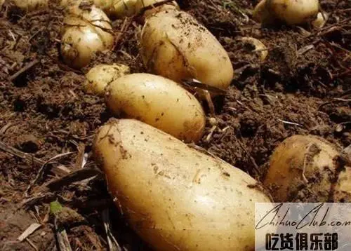 Wichang Potato