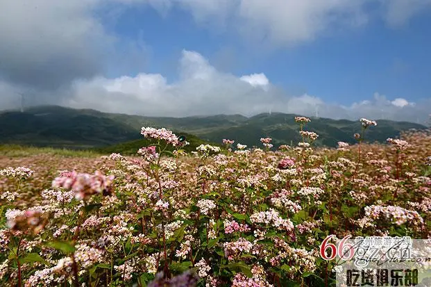 Weining buckwheat