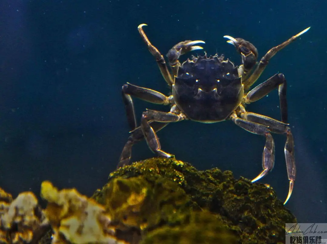 Weishan Lake Hairy Crab