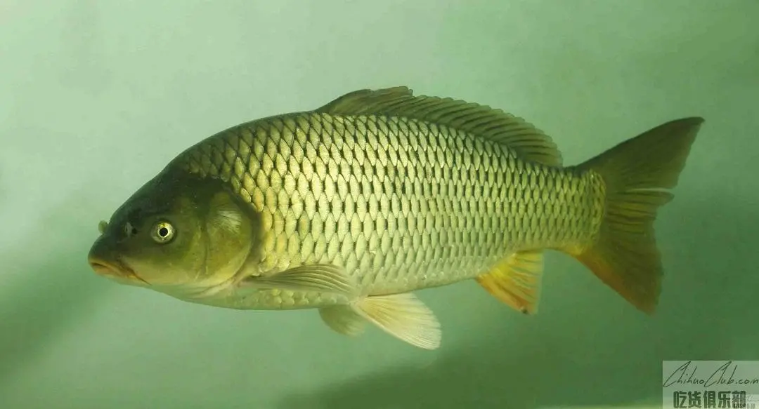 Weishan Lake four nose carp