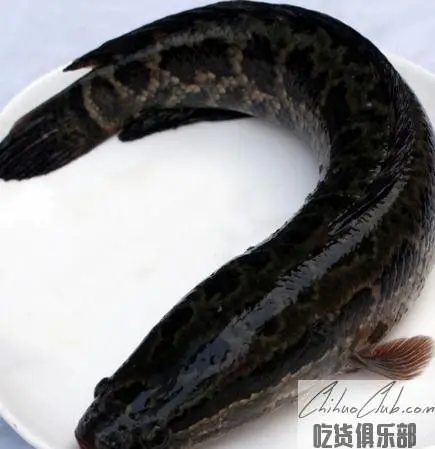 Weishan Lake snakeheaded Fish