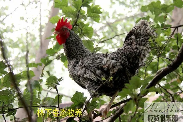 汶上芦花鸡