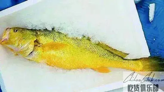 温州大黄鱼