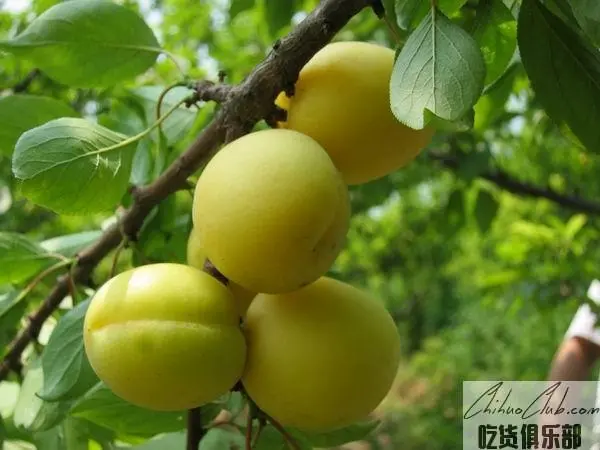 Wudang plum