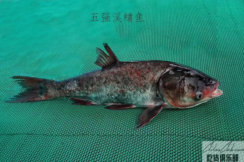 Wuqiang brook Fish
