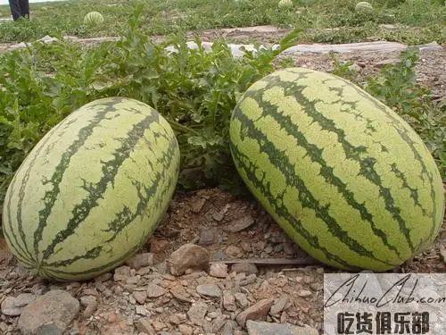 Xiangshan sand watermelon