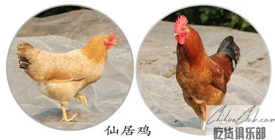 Xianju Chicken