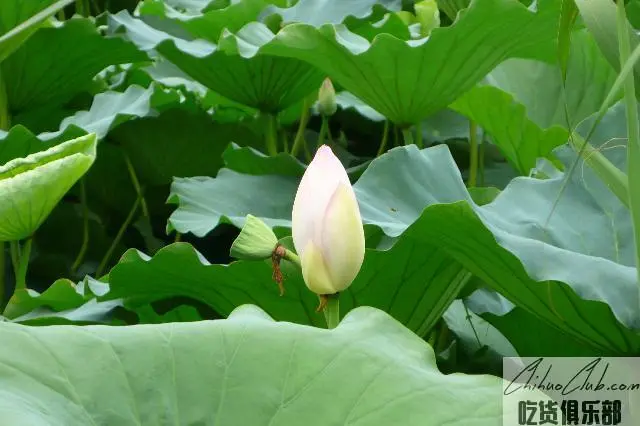 孝河藕