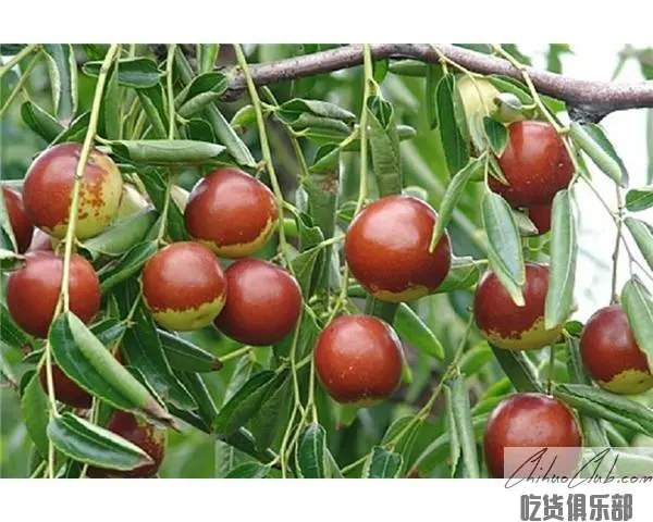 Xiaokou jujube