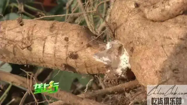 卸甲坪葛根
