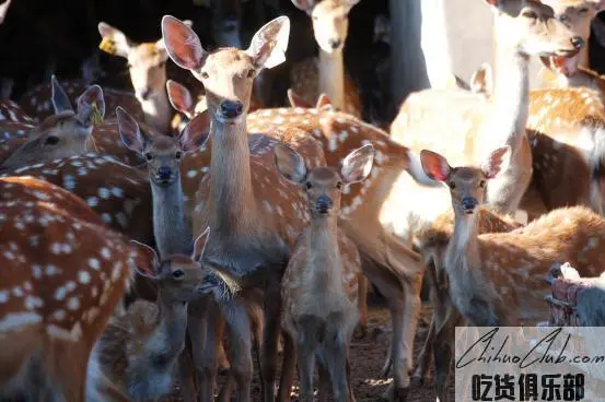 Xifeng antler